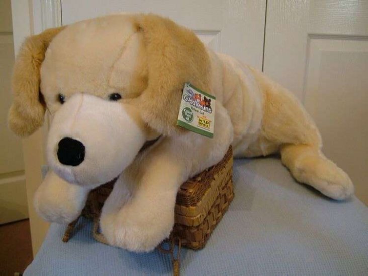 Large 2024 labrador teddy