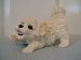 Bichon Frise Ornament / Figurine - Living Stone