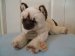 Himalayan / Siamese Cat - Russ Berrie - Yomiko - 16 inch