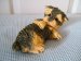 Yorkshire Terrier - Dog Ornament / Figurine - Living Stone