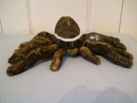 Spider Toy : Plush Tarantula - Ark Toys - 40cm